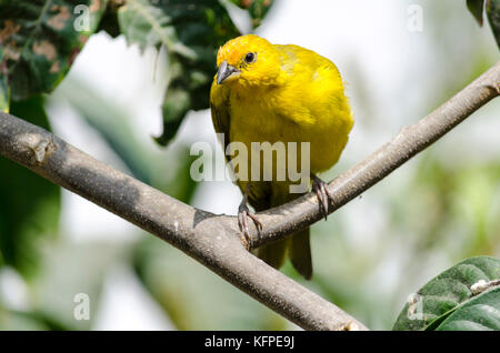 Sicalis flaveola/jilguero azafranado/Safran finch Stockfoto