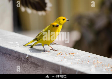 Sicalis flaveola/jilguero azafranado/Safran finch Stockfoto