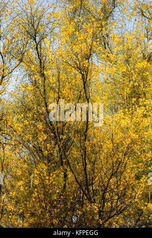 Parkinsonia aculeata/Palo Verde/Espinilo/Espino de Jerusalén/Jerusalem Thorn Stockfoto