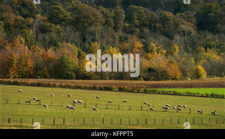 Gogmagog Hügel, Cambridgeshire, Großbritannien. 31 Okt, 2017. Herbst Farben auf dem Gogmagog Hügel südlich von Cambridge, Cambridgeshire, England, UK. 31. Oktober 2017 Sommer Laub Änderungen im Herbst für ein paar Tage vor, die auf den Boden markieren den Beginn des Winters. Von: Hochschule für Umwelt Wissenschaft und Forstwirtschaft unten. Jeden Herbst werden wir in der Schönheit der Farben des Herbstes zu schwelgen. Die Mischung aus Rot, Violett, Orange und Gelb ist das Ergebnis von chemischen Prozessen, die in den Baum nehmen, wie die Jahreszeiten von Sommer zu Winter ändern. Credit: Brian Harris/Alamy leben Nachrichten Stockfoto