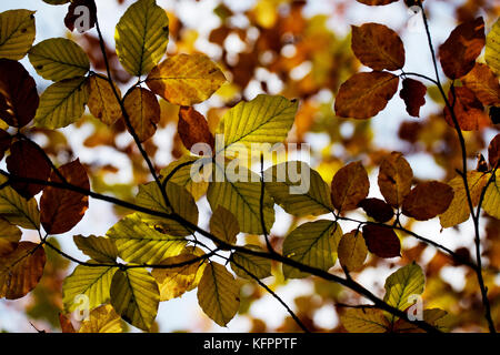 Gogmagog Hügel, Cambridgeshire, Großbritannien. 31 Okt, 2017. Herbst Farben auf dem Gogmagog Hügel südlich von Cambridge, Cambridgeshire, England, UK. 31. Oktober 2017 Sommer Laub Änderungen im Herbst für ein paar Tage vor, die auf den Boden markieren den Beginn des Winters. Von: Hochschule für Umwelt Wissenschaft und Forstwirtschaft unten. Jeden Herbst werden wir in der Schönheit der Farben des Herbstes zu schwelgen. Die Mischung aus Rot, Violett, Orange und Gelb ist das Ergebnis von chemischen Prozessen, die in den Baum nehmen, wie die Jahreszeiten von Sommer zu Winter ändern. Credit: Brian Harris/Alamy leben Nachrichten Stockfoto