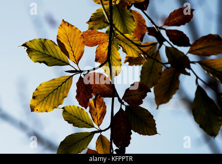 Gogmagog Hügel, Cambridgeshire, Großbritannien. 31 Okt, 2017. Herbst Farben auf dem Gogmagog Hügel südlich von Cambridge, Cambridgeshire, England, UK. 31. Oktober 2017 Sommer Laub Änderungen im Herbst für ein paar Tage vor, die auf den Boden markieren den Beginn des Winters. Von: Hochschule für Umwelt Wissenschaft und Forstwirtschaft unten. Jeden Herbst werden wir in der Schönheit der Farben des Herbstes zu schwelgen. Die Mischung aus Rot, Violett, Orange und Gelb ist das Ergebnis von chemischen Prozessen, die in den Baum nehmen, wie die Jahreszeiten von Sommer zu Winter ändern. Credit: Brian Harris/Alamy leben Nachrichten Stockfoto