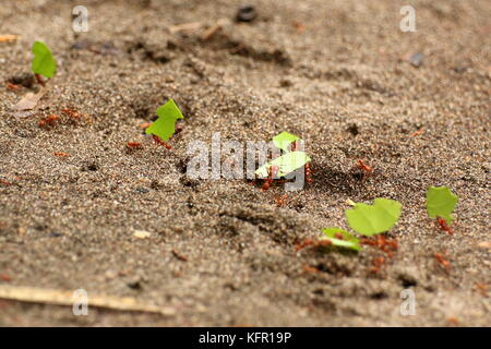 Blattschneiderameisen bei der Arbeit, dem Transport kleine Stücke geschnittenen Blätter zu ihren Ameisenhaufen. Leaf-Cutting Ants (Atta cephalotes) oder zampopas in Spanisch. Stockfoto