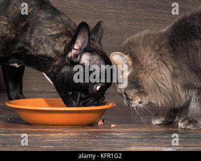 Katze und Hund Essen von einer Platte auf dem Boden Stockfoto