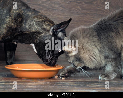 Katze und Hund Essen von einer Platte auf dem Boden Stockfoto