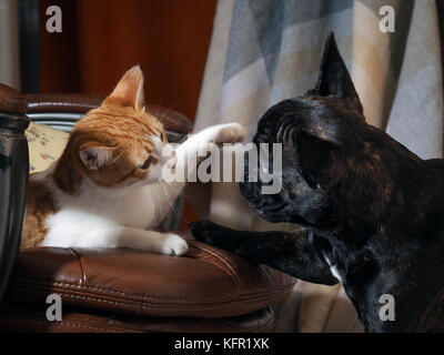 Hund spielen mit einem Cat. cat auf einem Stuhl. Katze verteidigt Pfote des Hundes Stockfoto