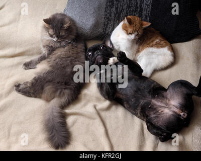 Lustig Hund liegend auf einem Bett mit zwei Katzen. Stockfoto