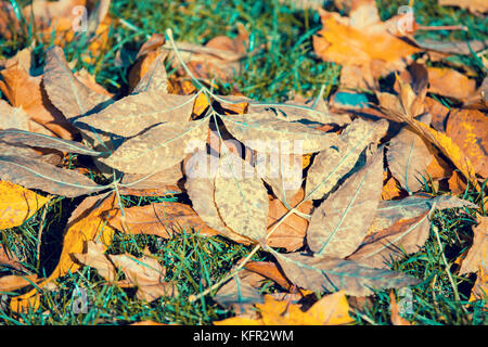 Herbstliche natürlichen Hintergrund Laub auf dem Rasen Stockfoto