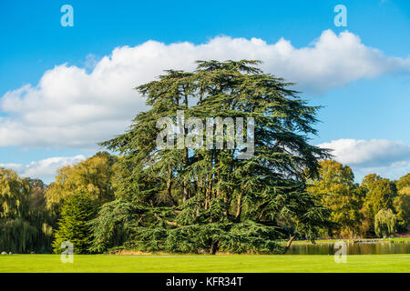 Große, Zeder, Leeds Castle, Herbstfarbe, Garten, Maidstone, Kent, England, Großbritannien Stockfoto