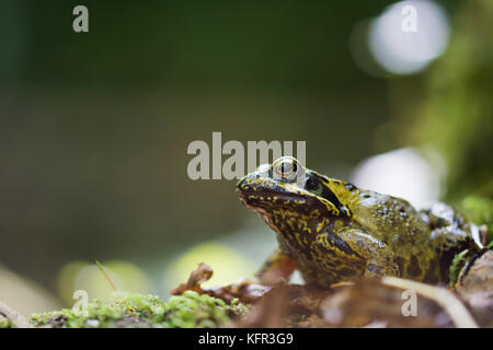 Gemeinsamen Garten Frosch" Rana temporaria' auf Herbst Baum Laub und Moos - kennall Vale, Cornwall, Großbritannien Stockfoto