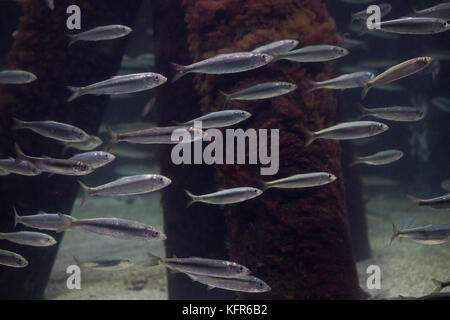 Hering, Heringe, Atlantischer Hering, schwarm, fischschwarm, heringsschwarm, Clupea harengus, Atlantischer Hering, Heringe, Heringe, Digby, Mattie, geschoben Stockfoto