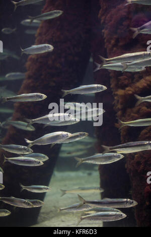 Hering, Heringe, Atlantischer Hering, schwarm, fischschwarm, heringsschwarm, Clupea harengus, Atlantischer Hering, Heringe, Heringe, Digby, Mattie, geschoben Stockfoto