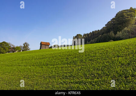Alpine Landschaft - eine kleine auf einem Hügel in der Mitte ein grünes Feld mit ein paar Bäume werfen. blauen Himmel im Hintergrund. Stockfoto