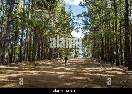 La Esperanza Wald gehen, Insel Teneriffa Stockfoto