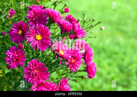 Herbst lila Astern blühen Blumen im Park auf Blumenbeet. Blüte Astern auf Hinterhof Stockfoto
