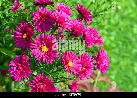 Herbst lila Astern blühen Blumen im Park auf Blumenbeet. Blüte Astern auf Hinterhof Stockfoto