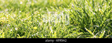 Abstract blur Hintergrund. panorama grünes Gras mit Tautropfen im Sonnenlicht auf einer Wiese. Gras in der Sonne auf dem Rasen Panoramablick. Stockfoto