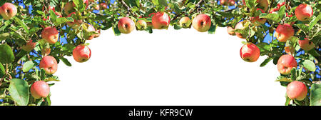 Getreide der rote reife Äpfel auf einem Apfelbaum im Garten. Die Ernte Früchte Äpfel im Obstgarten, Panorama. Panoramablick. Obst Äpfel auf Rückseite weiß, isoliert Stockfoto