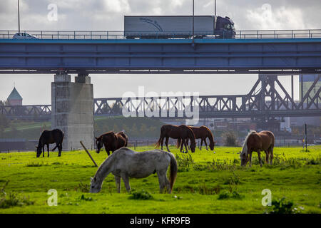 Rheinwiesen,in Duisburg Hochemmerich, Deutschland, Pferde, Rheinbrücke Moerser Straße, Eisenbahnbrücke Rheinhausen, Stockfoto