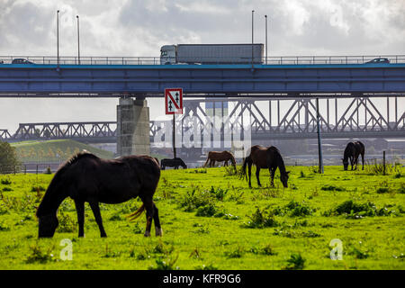 Rheinwiesen,in Duisburg Hochemmerich, Deutschland, Pferde, Rheinbrücke Moerser Straße, Eisenbahnbrücke Rheinhausen, Stockfoto