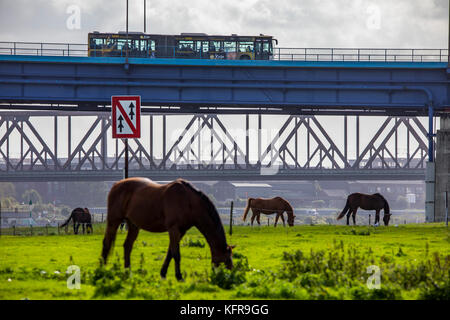 Rheinwiesen,in Duisburg Hochemmerich, Deutschland, Pferde, Rheinbrücke Moerser Straße, Eisenbahnbrücke Rheinhausen, Stockfoto