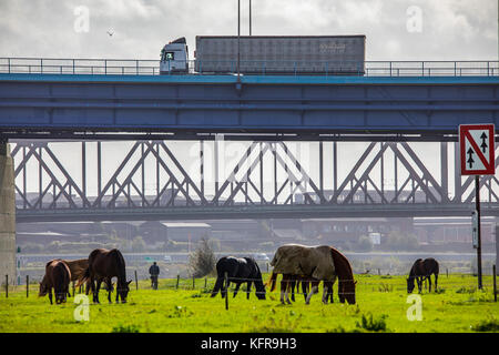 Rheinwiesen,in Duisburg Hochemmerich, Deutschland, Pferde, Rheinbrücke Moerser Straße, Eisenbahnbrücke Rheinhausen, Stockfoto