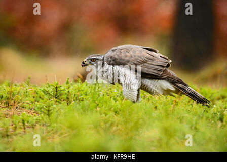 Habicht - Accipiter gentilis Stockfoto