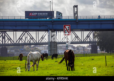 Rheinwiesen,in Duisburg Hochemmerich, Deutschland, Pferde, Rheinbrücke Moerser Straße, Eisenbahnbrücke Rheinhausen, Stockfoto