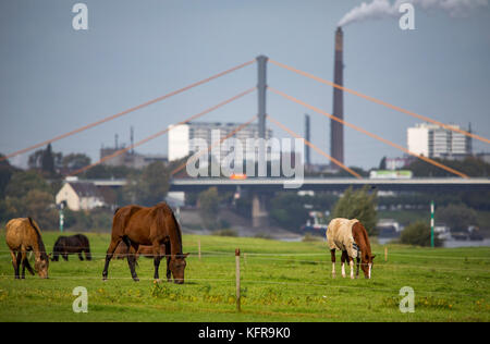 Rheinauen, in Duisburg hochemmerich, Deutschland, Pferde, Brücke über Rhein, Industrie, Stockfoto