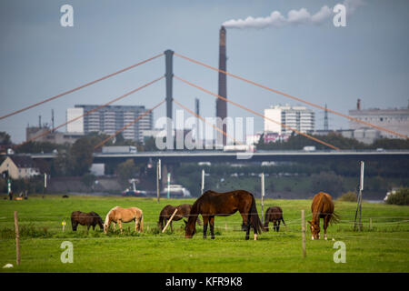 Rheinauen, in Duisburg hochemmerich, Deutschland, Pferde, Brücke über Rhein, Industrie, Stockfoto