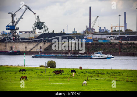 Rheinauen, in Duisburg hochemmerich, Deutschland, Pferde, Brücke über Rhein, Industrie, Stockfoto