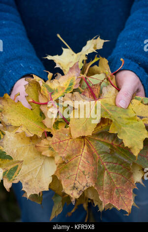 Menschen halten eine Handvoll Herbst Ahorn Blätter. Großbritannien Stockfoto