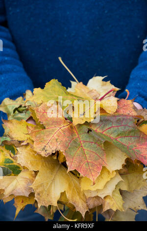 Menschen halten eine Handvoll Herbst Ahorn Blätter. Großbritannien Stockfoto