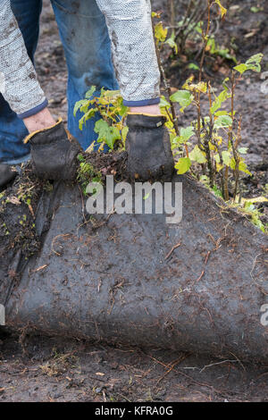 Gärtner Entfernen alter Unkraut Membran- und Hackschnitzel, Rinde von einem Gemüsegarten aus nassen schweren Boden. Scottish Borders, Schottland Stockfoto