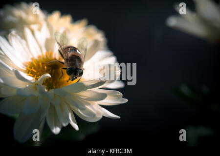 Biene Tagebücher Stockfoto