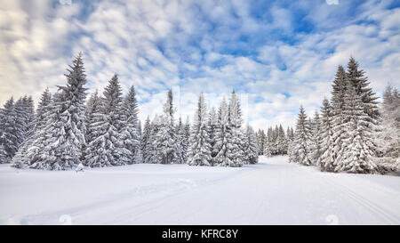 Winterlandschaft mit Schnee bedeckten Bäumen. Stockfoto