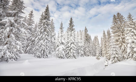 Winterlandschaft mit Schnee bedeckten Bäumen. Stockfoto