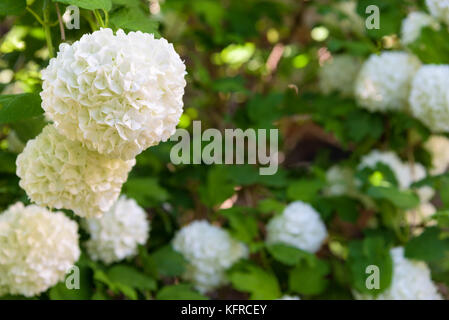 Hydrangea Annabelle weißen Blüten Nahaufnahme Stockfoto