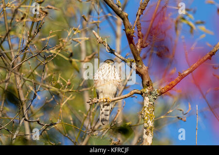 Der Cooper Habicht (Accipiter cooperii), in einen toten Baum bei Dodge Nature Center thront, Mendota Heights, Minnesota, USA Stockfoto