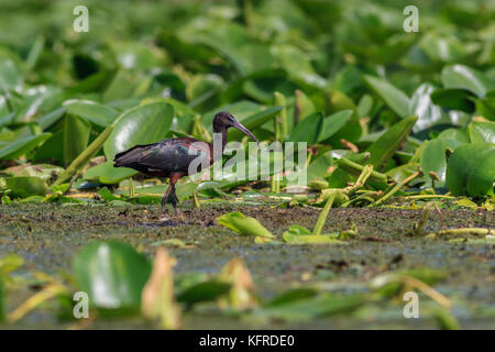 Glossy ibis (plegadis falcinellus) im Donaudelta, Rumänien Stockfoto