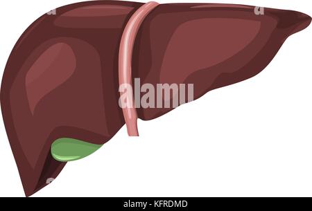 Anatomie der menschlichen Leber mit sehr hohen detaillierten aber flach und Farbe Vektor. Stock Vektor