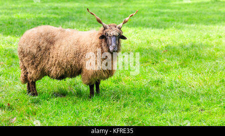 Walachisches Schaf, auch ungarisches Racka Schaf, Widder mit Spiralhörnern, Ovis aries strepsiceros Hungaricus, in frischem grünem Gras, Nahaufnahme Stockfoto