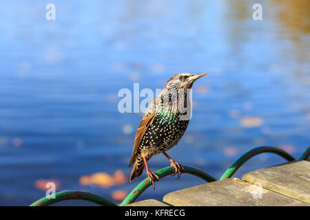 Gewöhnlicher Star (Sturnus vulgaris), auch Europäischer Star genannt, auf Geländer gehockt, Nahaufnahme, Großbritannien Stockfoto