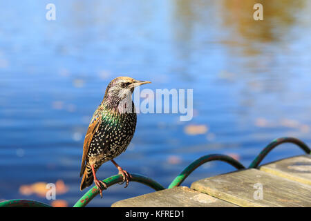 Gewöhnlicher Star (Sturnus vulgaris), auch Europäischer Star genannt, auf Geländer gehockt, Nahaufnahme, Großbritannien Stockfoto