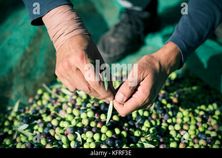 Nahaufnahme eines jungen kaukasischen Mannes, der während der Ernte in einem Olivenhain in in Katalonien, Spanien, die Blätter eines Olivenanbaums entfernt hat Stockfoto