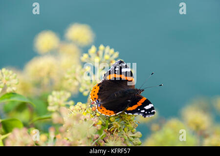 Nahaufnahme von einem roten Schmetterling Admiral (Vanessa atalanta) Blumen auf Efeu (Hedera helix) durch das Meer im Spätsommer Anfang Herbst. England, Großbritannien, Großbritannien Stockfoto