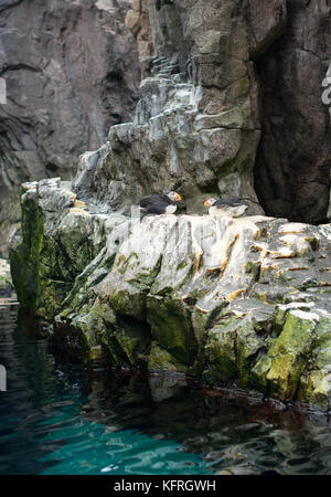Zwei Atlantische Papageitaucher sitzen auf den Felsen. Stockfoto