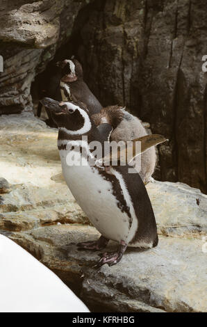 Magellanic Pinguine im Zoo. Spheniscus magellanicus. Stockfoto