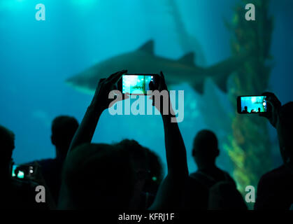 Viele Menschen beobachten Haie im Ozeanarium. Stockfoto