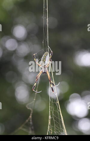 Golden Orb Weaver (Nephila clavipes), San José, San José Provinz, Central Highlands, Costa Rica, Mittelamerika Stockfoto